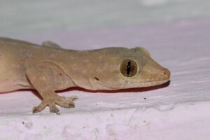 Biólogo explica como agir ao encontrar animais dentro de casa