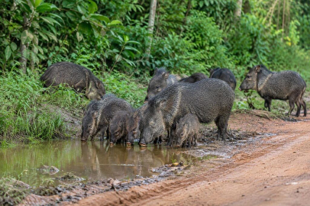 Grupo de queixadas, incluindo adultos e filhotes, bebendo água em uma poça na margem de uma estrada de terra, com vegetação verde ao fundo.