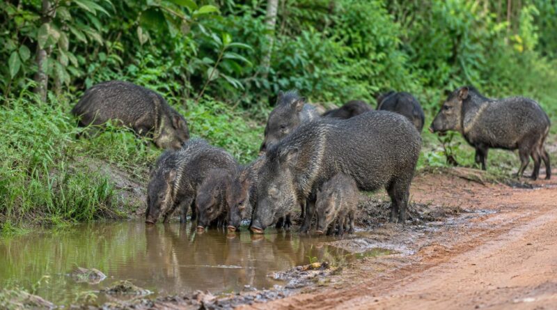 Grupo de queixadas, incluindo adultos e filhotes, bebendo água em uma poça na margem de uma estrada de terra, com vegetação verde ao fundo.