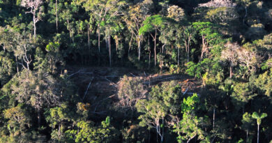 Justiça suspende desmate e uso de agrotóxicos em área rural de Rio Branco