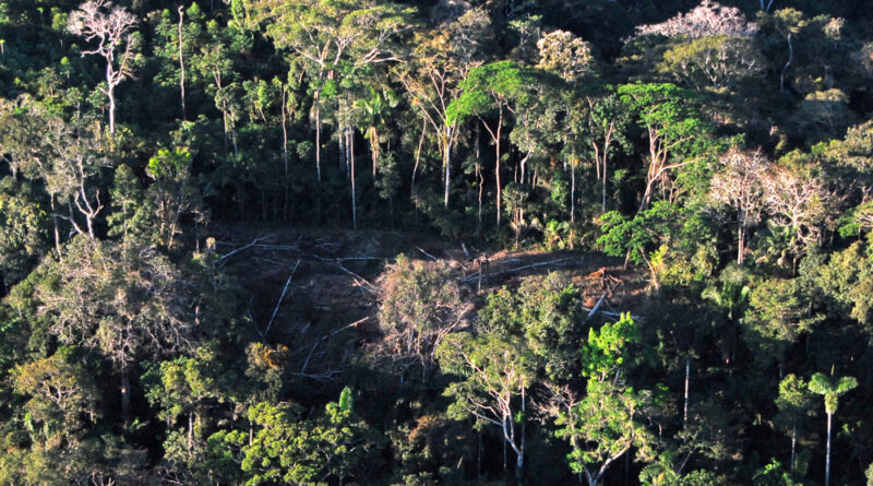 Justiça suspende desmate e uso de agrotóxicos em área rural de Rio Branco