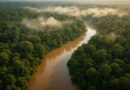 A biodiversidade da floresta amazônica: o que a torna única