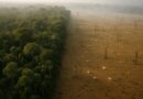 Como o desmatamento da Amazônia impacta a biodiversidade local