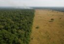 O que ameaça a biodiversidade da Amazônia: causas e efeitos