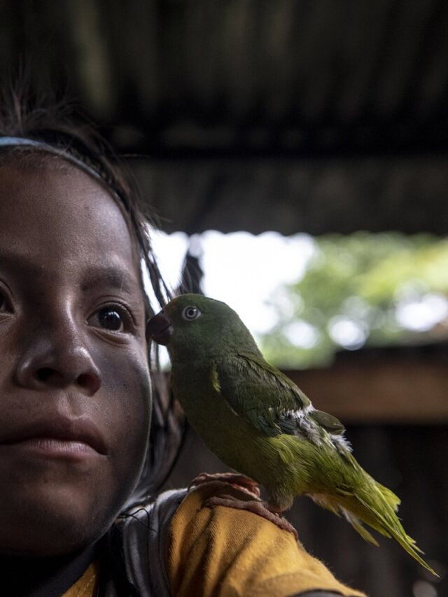 Alianza Ceibo recebe prêmio Gulbenkian por proteção da Amazônia