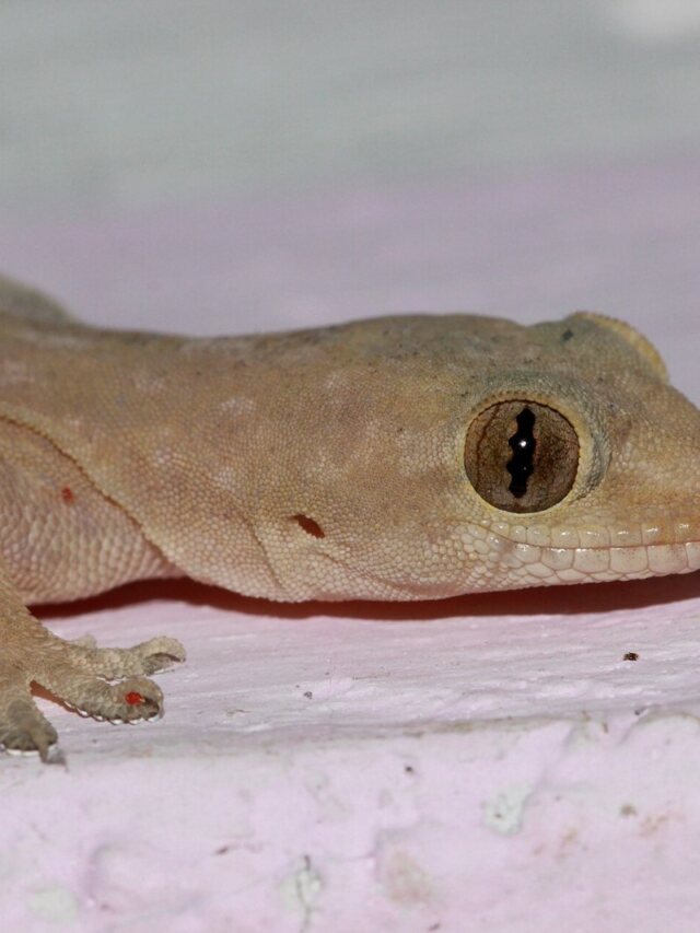 Biólogo explica como agir ao encontrar animais dentro de casa