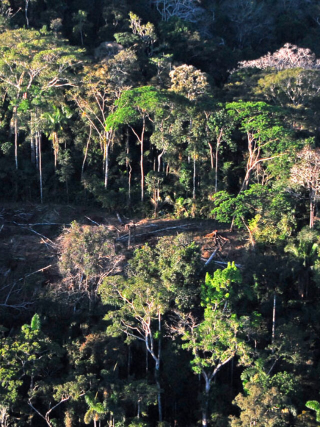 Justiça suspende desmate e uso de agrotóxicos em área rural de Rio Branco